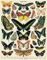 Mobile Preview: "Schmetterlinge" Cavallini Vintage Puzzle, 1000 Teile